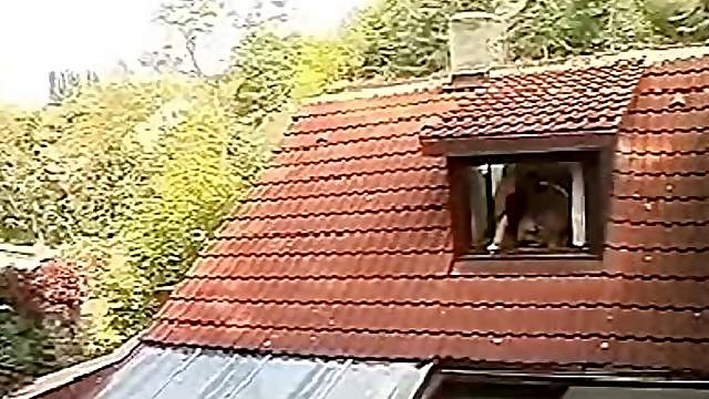 Neighbor couple fucks in the window