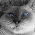 Dmitrii Krukov's Avatar