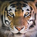 paulpaj's Avatar