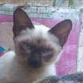 Miming Boonted's Avatar