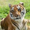 Tabacaru Constantin's Avatar