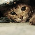 Assassins Creed's Avatar