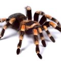 spider's Avatar