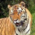 Ryanthelion Tiger's Avatar