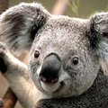 Kpik Kpik's Avatar