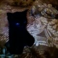 Hamid Kudaev's Avatar