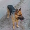 Sergeu