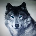 dance's w/wolves's Avatar