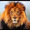 Prakash Ram's Avatar