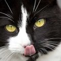 pangotiger's Avatar
