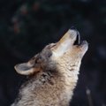 Dingdow4's Avatar