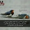 ALi Haider's Avatar