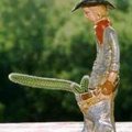 feda77's Avatar