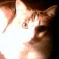 vickie oldfield's Avatar