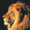 Mahdi Gharibi's Avatar