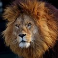 Luidinho's Avatar