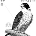 sachin rao 11's Avatar